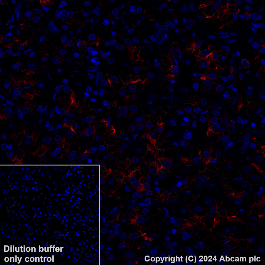 Immunohistochemistry (Formalin/PFA-fixed paraffin-embedded sections) - Alexa Fluor® 647 Anti-Lrp2 / Megalin antibody [EPR26093-84] (AB317712), expandable thumbnail