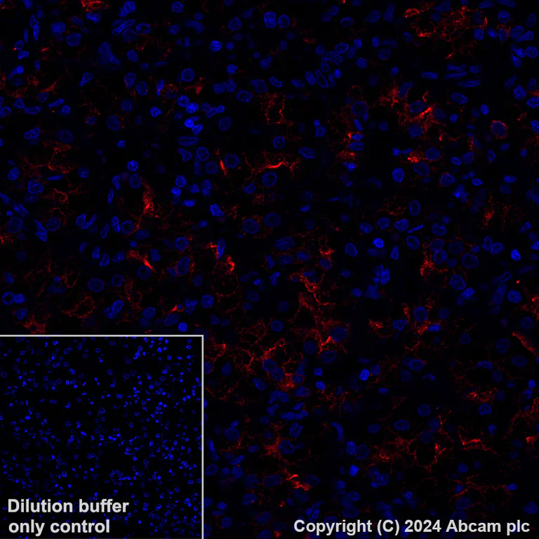 Immunohistochemistry (Formalin/PFA-fixed paraffin-embedded sections) - Alexa Fluor® 647 Anti-Lrp2 / Megalin antibody [EPR26093-84] (AB317712)