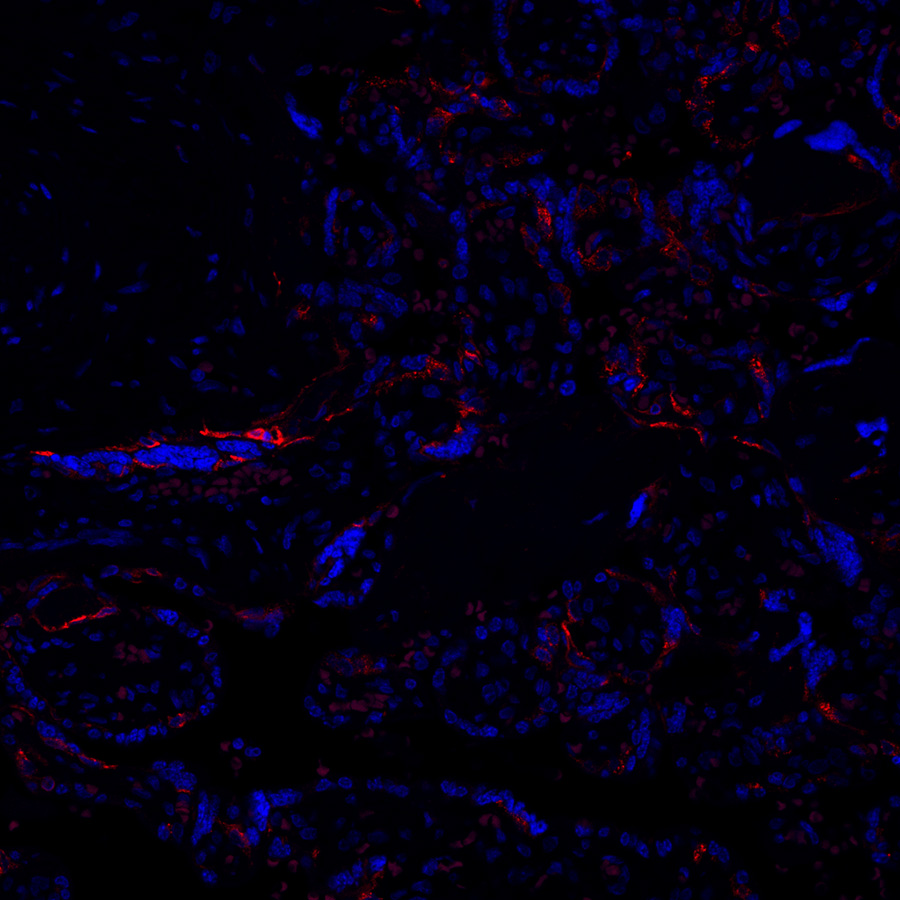 Immunohistochemistry (Formalin/PFA-fixed paraffin-embedded sections) - Alexa Fluor® 647 Anti-Lrp2 / Megalin antibody [EPR26093-84] (AB317712), expandable thumbnail