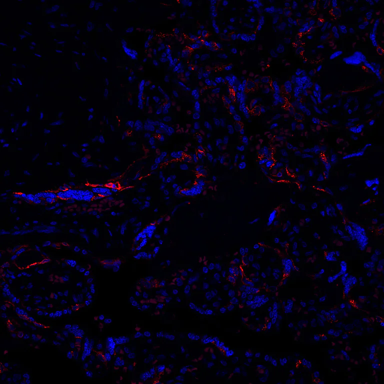 Immunohistochemistry (Formalin/PFA-fixed paraffin-embedded sections) - Alexa Fluor® 647 Anti-Lrp2 / Megalin antibody [EPR26093-84] (AB317712)
