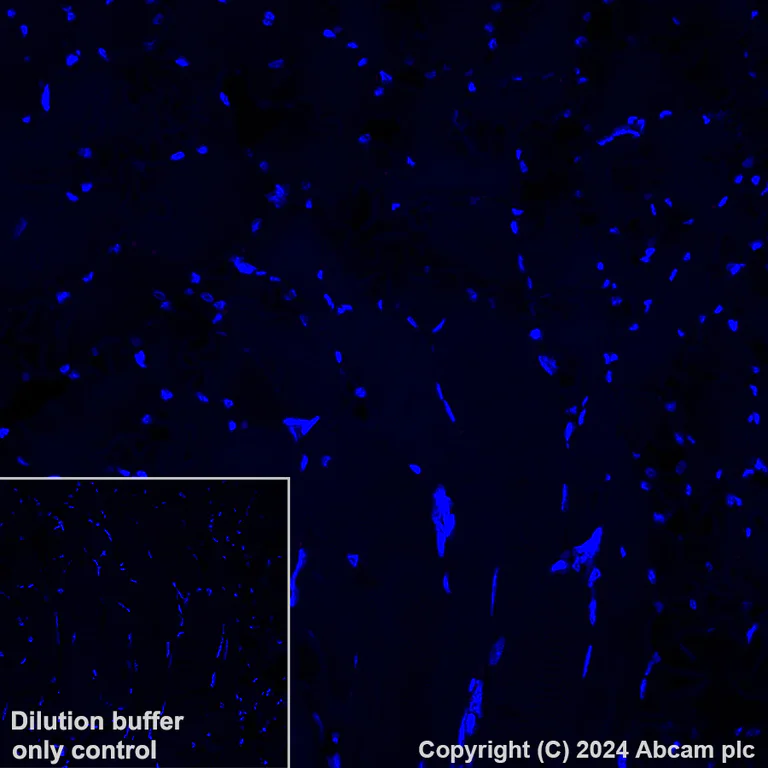 Immunohistochemistry (Formalin/PFA-fixed paraffin-embedded sections) - Alexa Fluor® 647 Anti-Lrp2 / Megalin antibody [EPR26093-84] (AB317712)