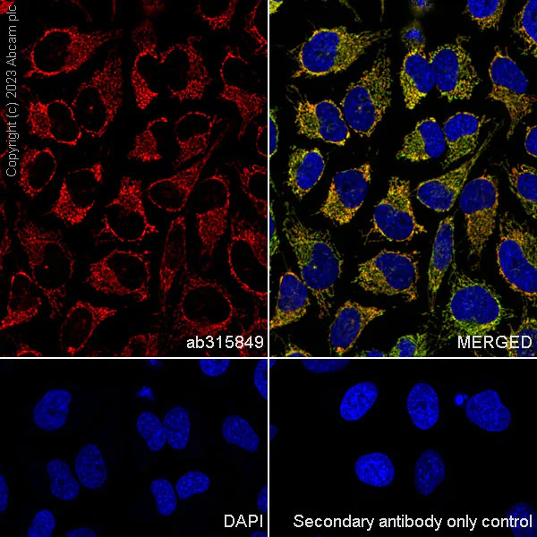 Immunocytochemistry/ Immunofluorescence - Alexa Fluor® 647 Anti-LRPPRC/GP130 antibody [EPR24052-38] (AB315849)
