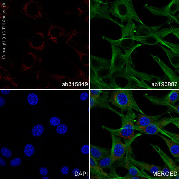 Immunocytochemistry/ Immunofluorescence - Alexa Fluor® 647 Anti-LRPPRC/GP130 antibody [EPR24052-38] (AB315849)