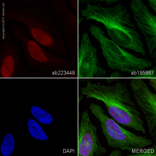 Immunocytochemistry/ Immunofluorescence - Alexa Fluor® 647 Anti-LSD2 / AOF1 antibody [EPR18508] (AB223449)
