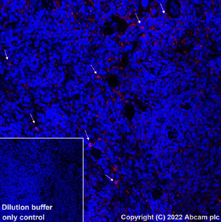 Élisaページ Alexa Fluor® 488 rabbit IgG, monoclonal [EPR25A] isotype