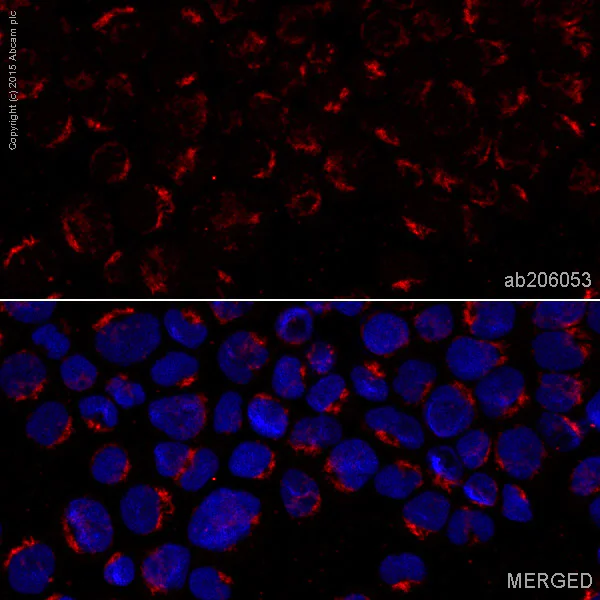 Immunocytochemistry/ Immunofluorescence - Alexa Fluor® 647 Anti-M-CSF antibody [EP1179Y] (AB206053)