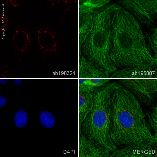 Immunocytochemistry/ Immunofluorescence - Alexa Fluor® 647 Anti-M6PR (cation independent) antibody [EPR6599] - Lysosome Membrane Marker (AB198324)