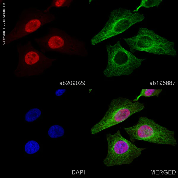 Immunocytochemistry/ Immunofluorescence - Alexa Fluor® 647 Anti-Mad2L2/REV7 antibody [EPR13657] (AB209029)