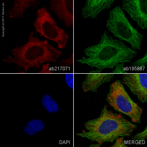 Immunocytochemistry/ Immunofluorescence - Alexa Fluor® 647 Anti-MALT1/MLT antibody [EP603Y] (AB217071)