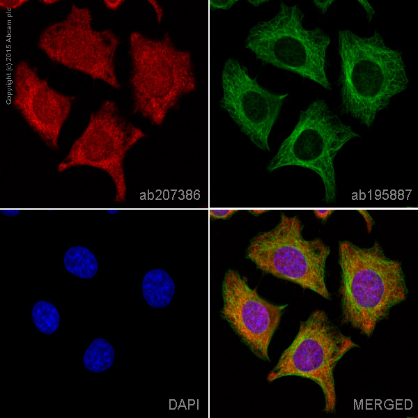 Immunocytochemistry/ Immunofluorescence - Alexa Fluor® 647 Anti-MAT2A + MAT1A antibody [EPR10496] (AB207386), expandable thumbnail