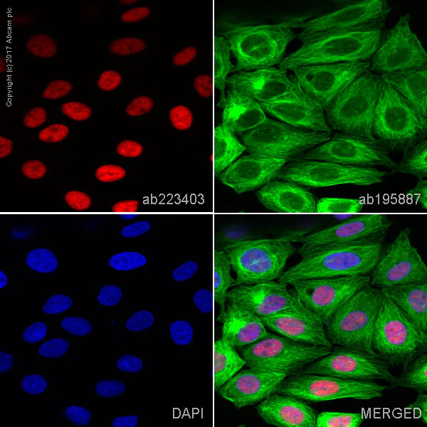 Immunocytochemistry/ Immunofluorescence - Alexa Fluor® 647 Anti-MCM2 antibody [EPR4120] (AB223403)