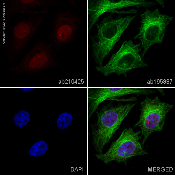 Immunocytochemistry/ Immunofluorescence - Alexa Fluor® 647 Anti-MCM5 antibody [EP2683Y] (AB210425), expandable thumbnail