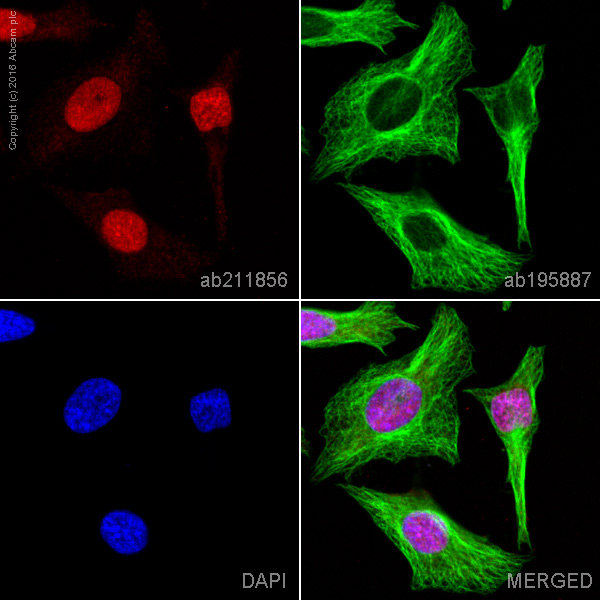 Immunocytochemistry/ Immunofluorescence - Alexa Fluor® 647 Anti-MCM6 antibody [EPR17686] (AB211856), expandable thumbnail