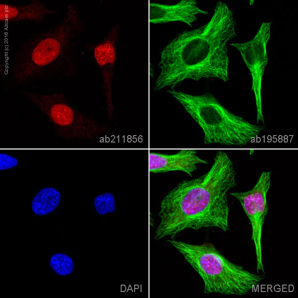 Immunocytochemistry/ Immunofluorescence - Alexa Fluor® 647 Anti-MCM6 antibody [EPR17686] (AB211856)