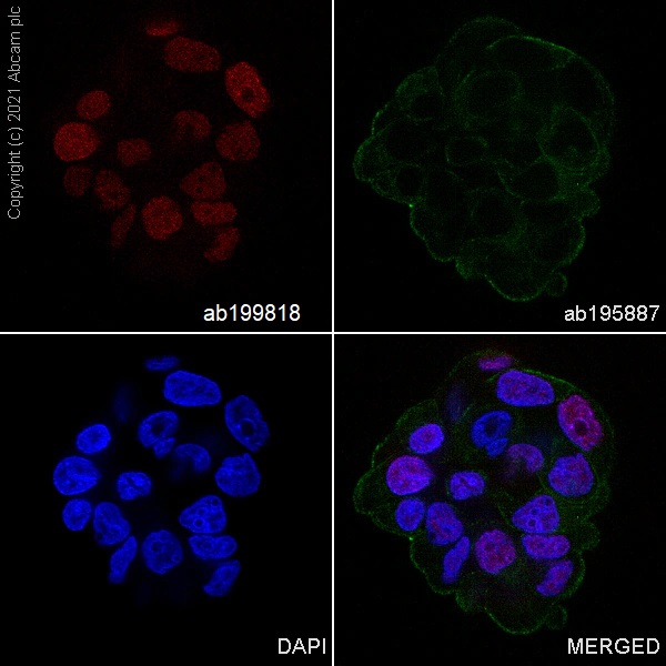 Immunocytochemistry/ Immunofluorescence - Alexa Fluor® 647 Anti-MCM7/PRL antibody [EP1974Y] (AB199818)