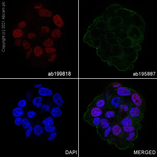 Immunocytochemistry/ Immunofluorescence - Alexa Fluor® 647 Anti-MCM7/PRL antibody [EP1974Y] (AB199818)
