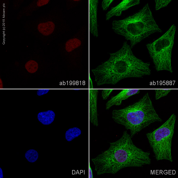 Immunocytochemistry/ Immunofluorescence - Alexa Fluor® 647 Anti-MCM7/PRL antibody [EP1974Y] (AB199818)