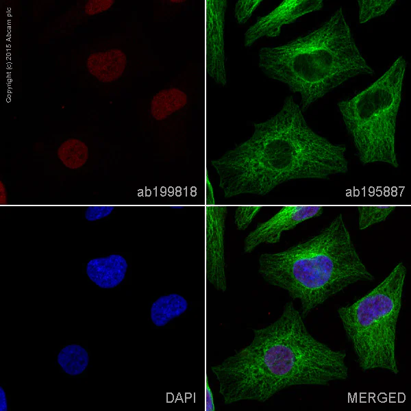 Immunocytochemistry/ Immunofluorescence - Alexa Fluor® 647 Anti-MCM7/PRL antibody [EP1974Y] (AB199818)