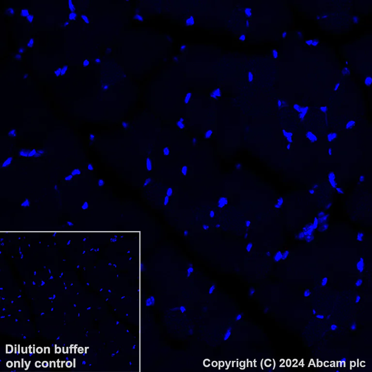 Immunohistochemistry (Formalin/PFA-fixed paraffin-embedded sections) - Alexa Fluor® 647 Anti-MCP1 antibody [EPR27464-89] (AB317532)