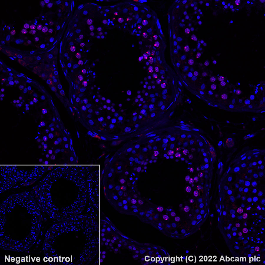 Immunohistochemistry (Formalin/PFA-fixed paraffin-embedded sections) - Alexa Fluor® 647 Anti-MDC1 antibody [EPR24360-116] (AB300735), expandable thumbnail