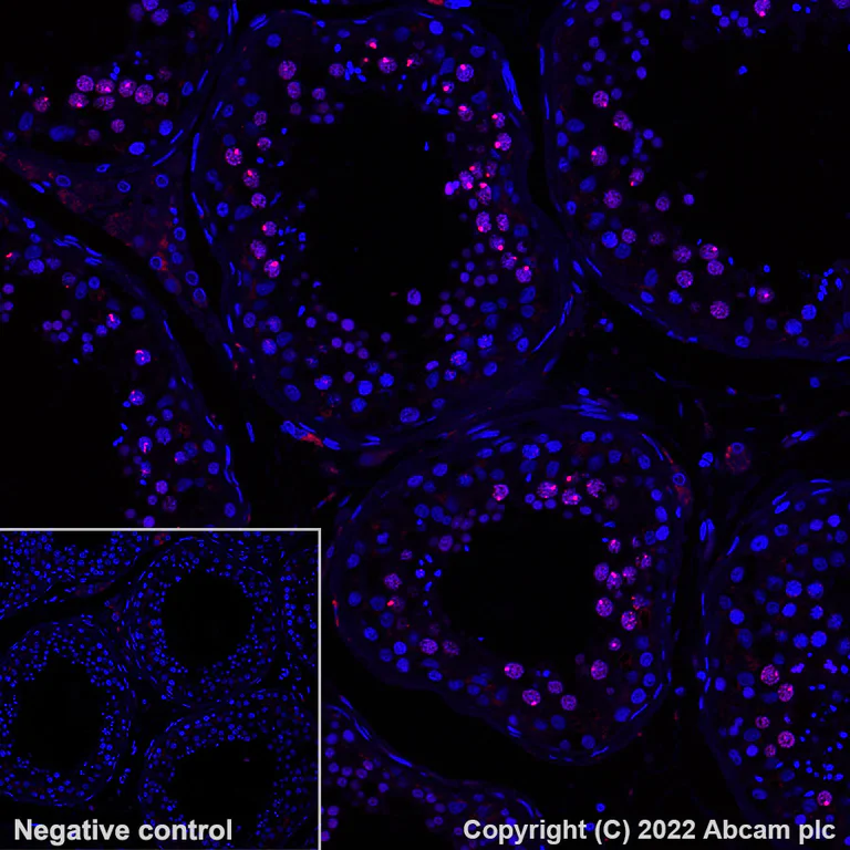 Immunohistochemistry (Formalin/PFA-fixed paraffin-embedded sections) - Alexa Fluor® 647 Anti-MDC1 antibody [EPR24360-116] (AB300735)