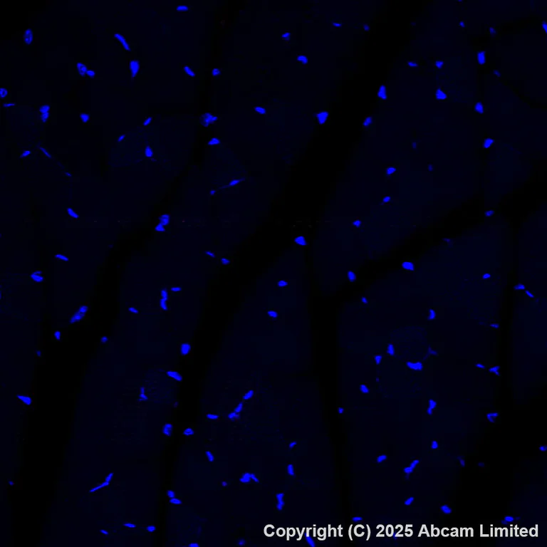 Immunohistochemistry (Formalin/PFA-fixed paraffin-embedded sections) - Alexa Fluor® 647 Anti-ME1 antibody [EPR28891-30] (AB325115)