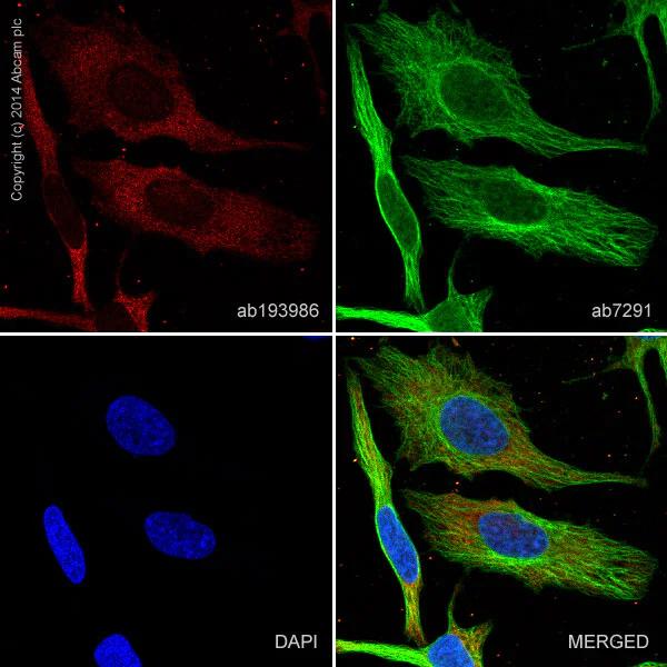 Immunocytochemistry/ Immunofluorescence - Alexa Fluor® 647 Anti-MEK1 antibody [E342] (AB193986)