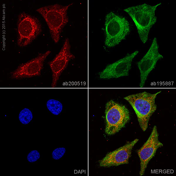 Immunocytochemistry/ Immunofluorescence - Alexa Fluor® 647 Anti-MEK2 antibody [Y78] (AB200519)