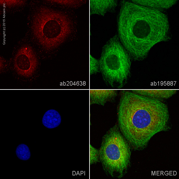 Immunocytochemistry/ Immunofluorescence - Alexa Fluor® 647 Anti-MEKK2 antibody [EP626Y] (AB204638)
