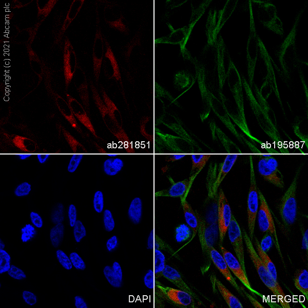 Immunocytochemistry/ Immunofluorescence - Alexa Fluor® 647 Anti-MelanA antibody [EP1422Y] (AB281851), expandable thumbnail