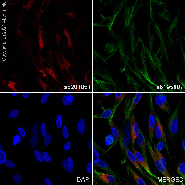Immunocytochemistry/ Immunofluorescence - Alexa Fluor® 647 Anti-MelanA antibody [EP1422Y] (AB281851)