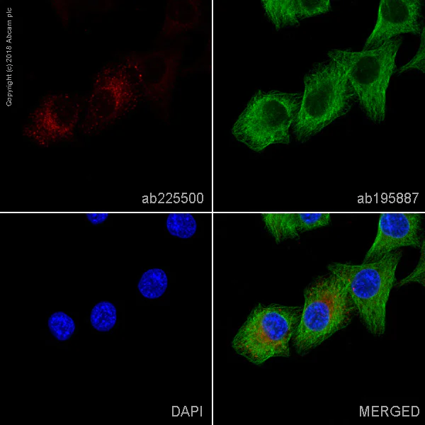 Immunocytochemistry/ Immunofluorescence - Alexa Fluor® 647 Anti-MelanA antibody [EPR20380] (AB225500)