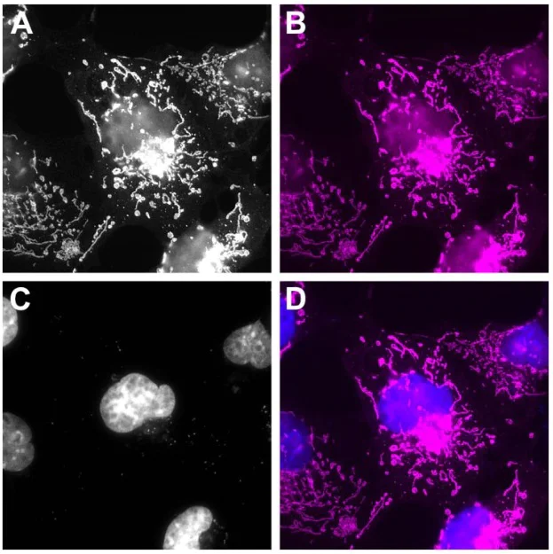 Immunocytochemistry/ Immunofluorescence - Alexa Fluor® 647 Anti-mEOS antibody [1E8] - FluoTag®-X2 (AB325302)