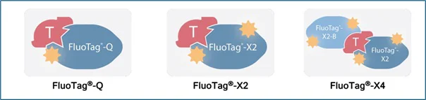 Other - Alexa Fluor® 647 Anti-mEOS antibody [1E8] - FluoTag®-X2 (AB325302)
