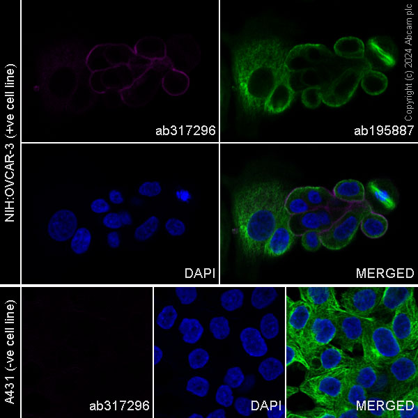 Immunocytochemistry/ Immunofluorescence - Alexa Fluor® 647 Anti-Mesothelin antibody [EPR28269-62] (AB317296), expandable thumbnail
