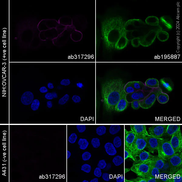 Immunocytochemistry/ Immunofluorescence - Alexa Fluor® 647 Anti-Mesothelin antibody [EPR28269-62] (AB317296)