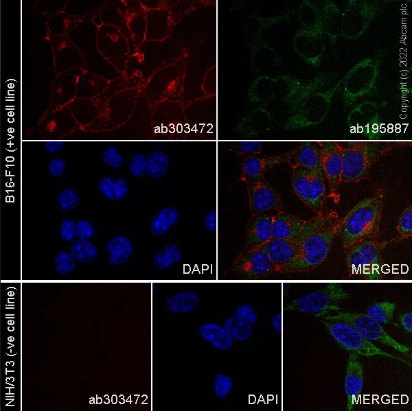 Immunocytochemistry/ Immunofluorescence - Alexa Fluor® 647 Anti-Met (c-Met) antibody [EPR22436-24] (AB303472)