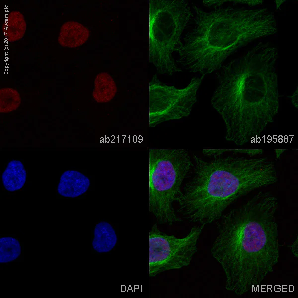 Immunocytochemistry/ Immunofluorescence - Alexa Fluor® 647 Anti-METTL3 antibody [EPR18810] (AB217109)