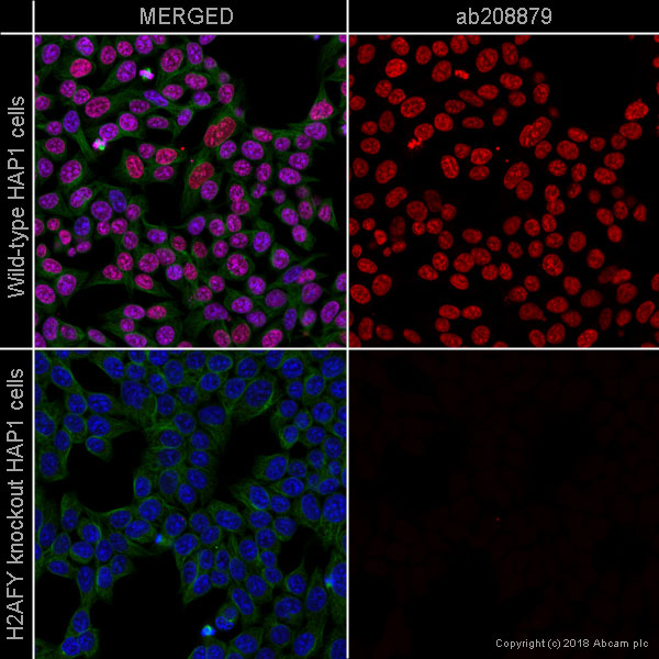 Immunocytochemistry/ Immunofluorescence - Alexa Fluor® 647 Anti-mH2A1 antibody [EPR9359(2)] (AB208879), expandable thumbnail