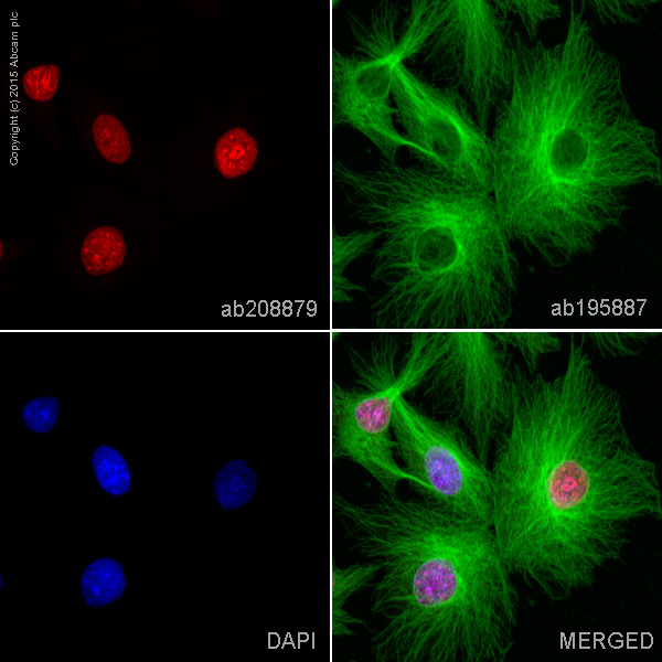 Immunocytochemistry/ Immunofluorescence - Alexa Fluor® 647 Anti-mH2A1 antibody [EPR9359(2)] (AB208879), expandable thumbnail