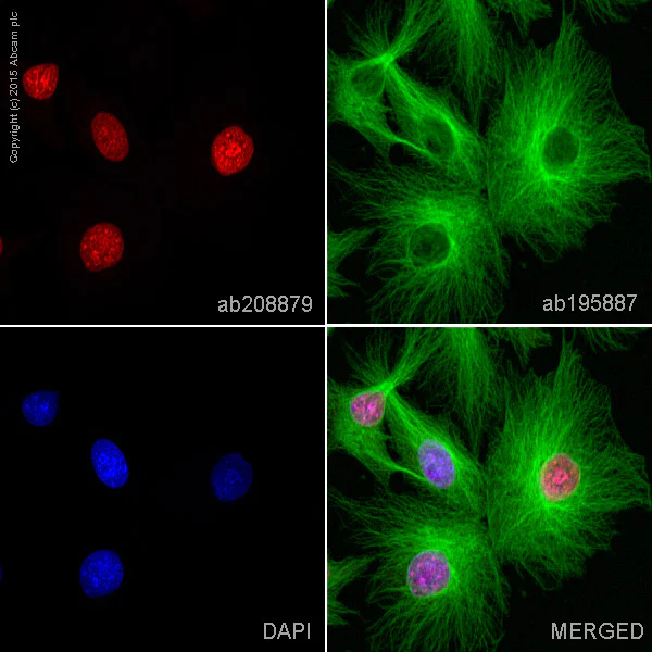 Immunocytochemistry/ Immunofluorescence - Alexa Fluor® 647 Anti-mH2A1 antibody [EPR9359(2)] (AB208879)