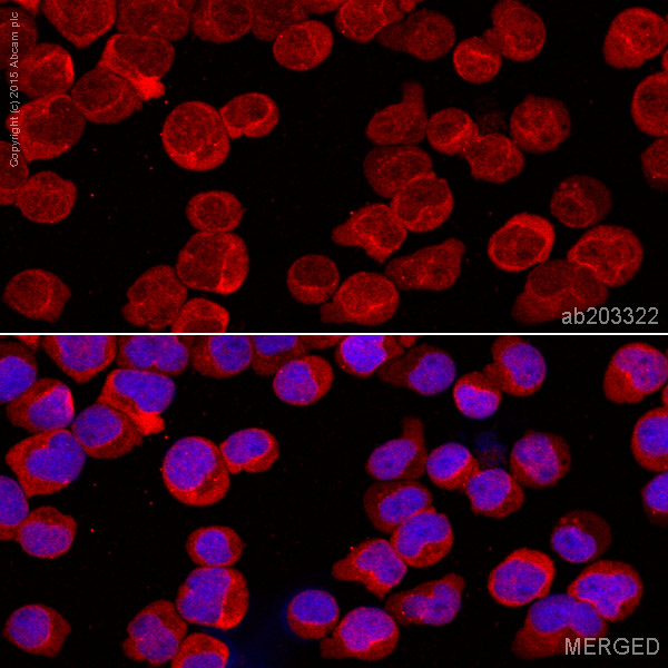 Immunocytochemistry/ Immunofluorescence - Alexa Fluor® 647 Anti-MHC Class II beta antibody [EPR11227] (AB203323), expandable thumbnail