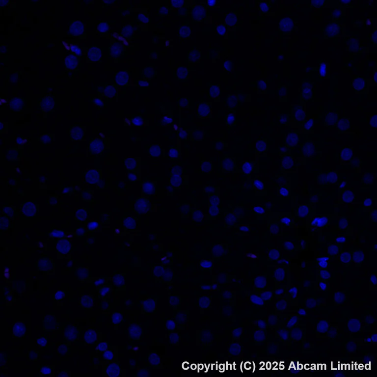 Immunohistochemistry (Formalin/PFA-fixed paraffin-embedded sections) - Alexa Fluor® 647 Anti-Midkine antibody [EPR29075-34] (AB323764)
