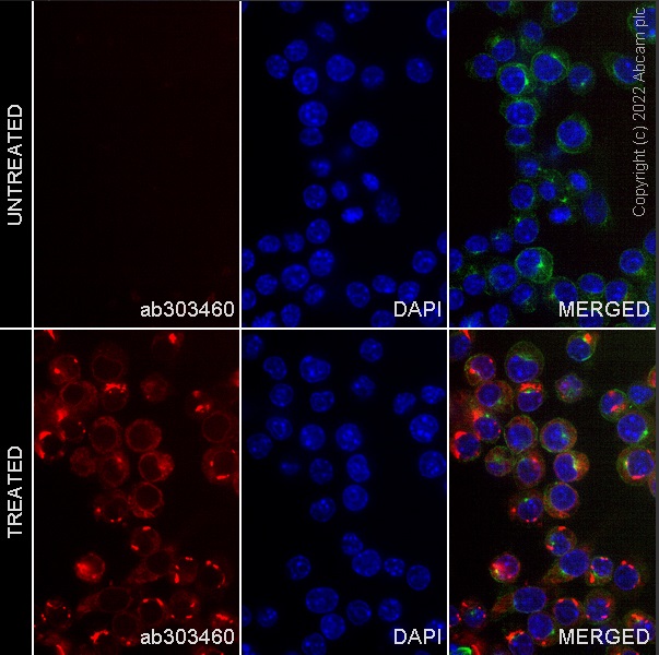 Immunocytochemistry/ Immunofluorescence - Alexa Fluor® 647 Anti-MIP-1 alpha/CCL3 antibody [EPR16618-90] (AB303460), expandable thumbnail