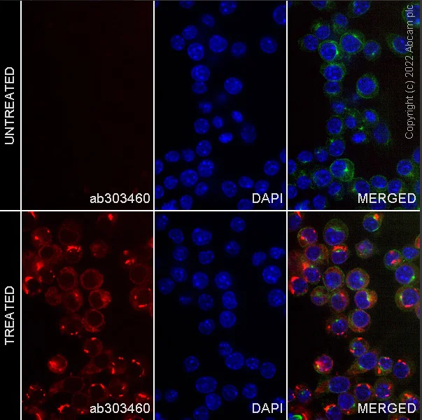 Immunocytochemistry/ Immunofluorescence - Alexa Fluor® 647 Anti-MIP-1 alpha/CCL3 antibody [EPR16618-90] (AB303460)