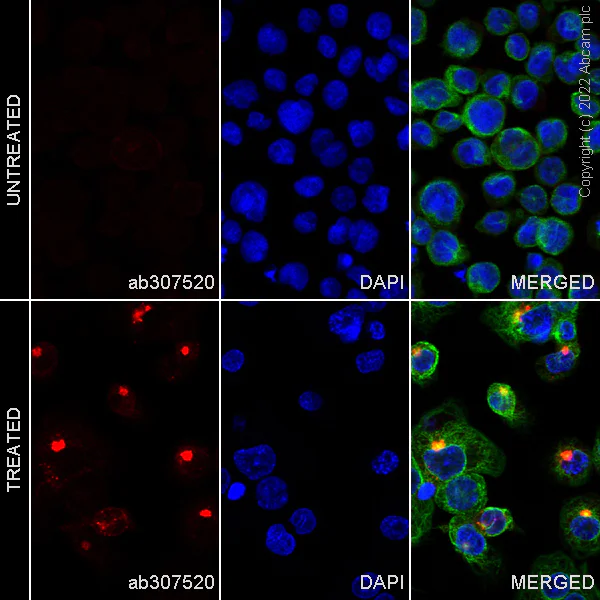 Immunocytochemistry/ Immunofluorescence - Alexa Fluor® 647 Anti-MIP-1 alpha/CCL3 + CCL3L1 antibody [EPR22529-19] (AB307520)