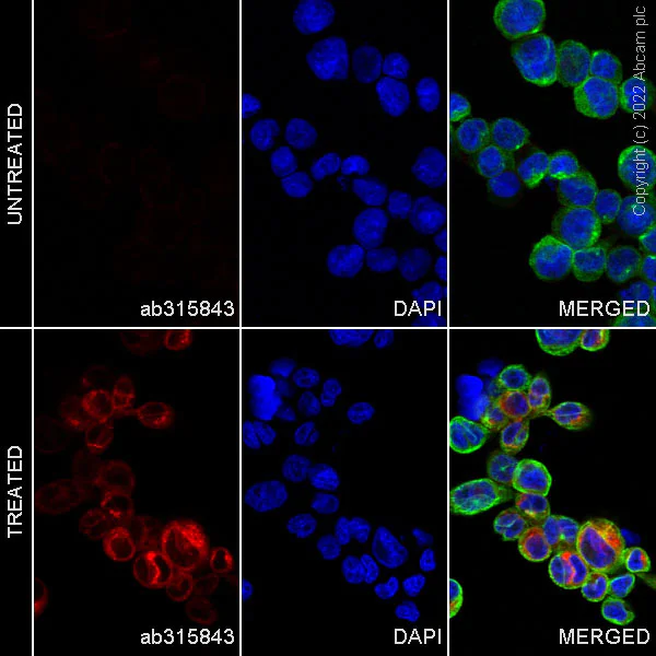 Immunocytochemistry/ Immunofluorescence - Alexa Fluor® 647 Anti-MIP-1 alpha/CCL3 + CCL4/MIP-1 beta + CCL3L1 + CCL4L1 antibody [EPR19900-275] (AB315843)