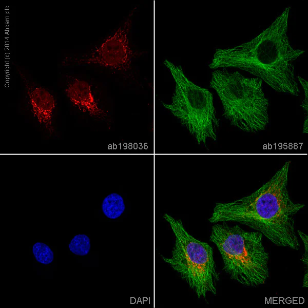 Immunocytochemistry/ Immunofluorescence - Alexa Fluor® 647 Anti-Mitofilin antibody [2E4AD5] (AB198036)