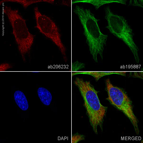 Immunocytochemistry/ Immunofluorescence - Alexa Fluor® 647 Anti-MKK7 antibody [EP1455Y] (AB206232)