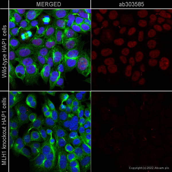 Immunocytochemistry - Alexa Fluor® 647 Anti-MLH1 antibody [EPR20522] (AB303585), expandable thumbnail
